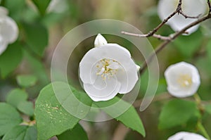 Hoary Mock OrangeÂ Philadelphus pubescens close-up of white flowers